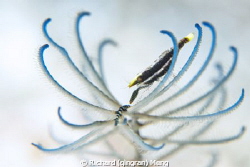 Crinoid Shrimp.  The little shrimp peacefully resting on ... by Richard (qingran) Meng 